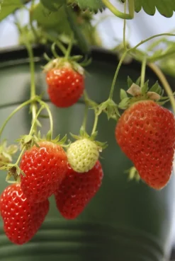 Amppeli