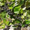 Aronia Viking