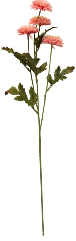 Aster