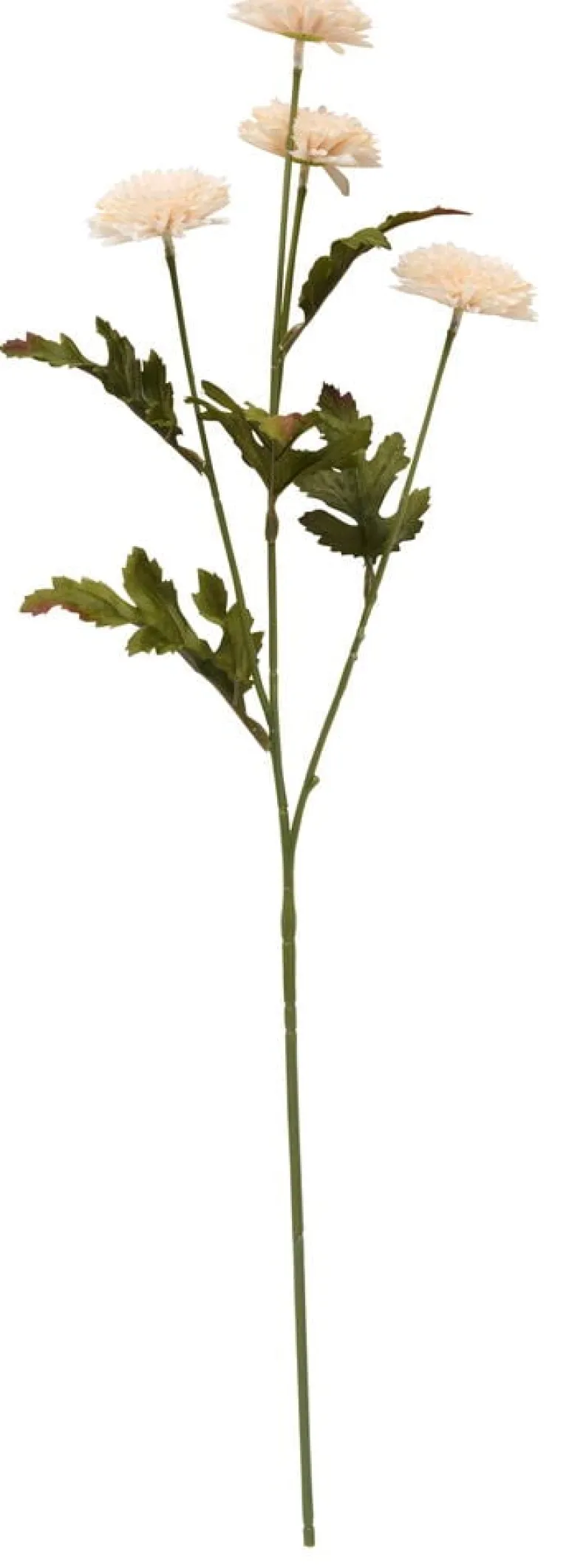 Aster