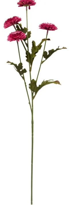 Aster