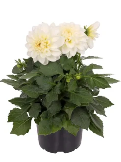 Daalia