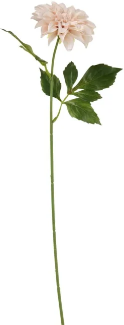 Daalia