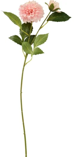 Daalia
