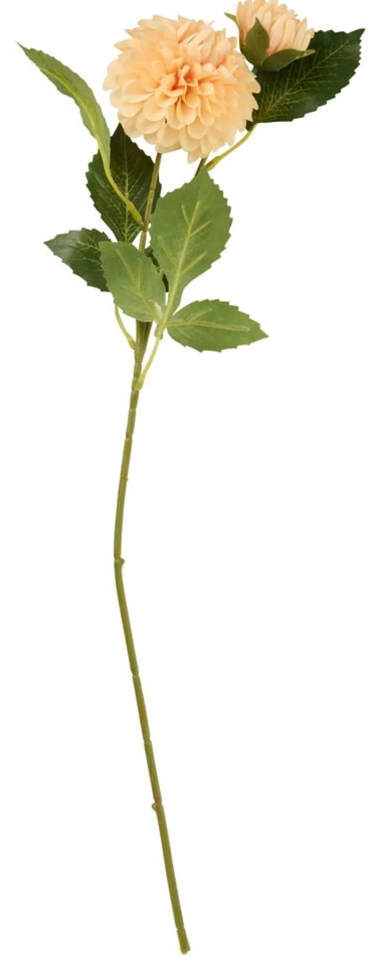 Daalia