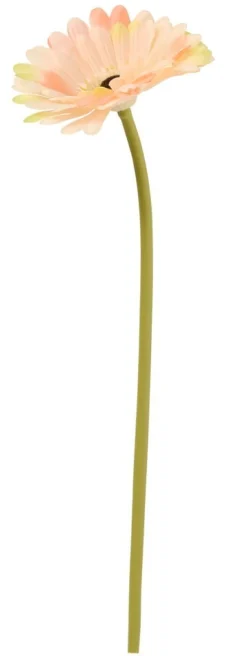 Gerbera