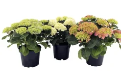 Hortensia