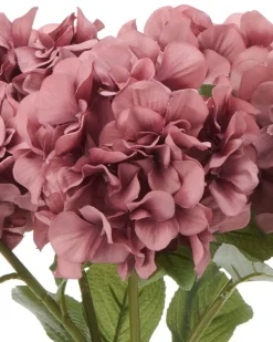 Hortensia