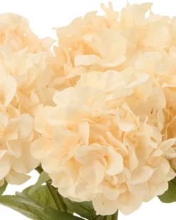 Hortensia