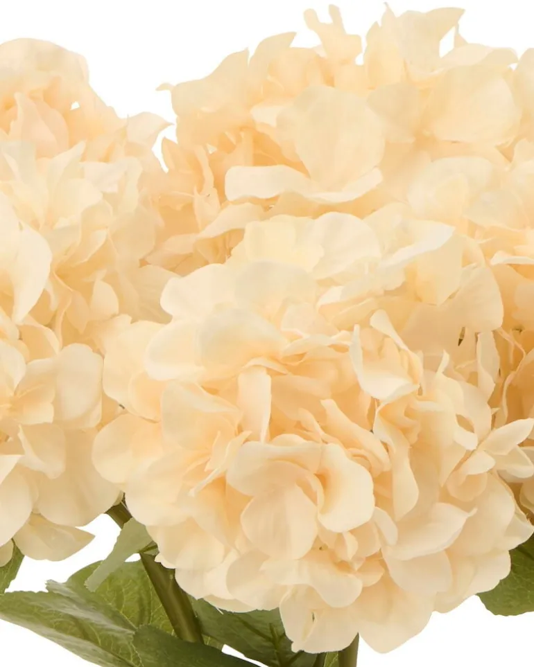 Hortensia