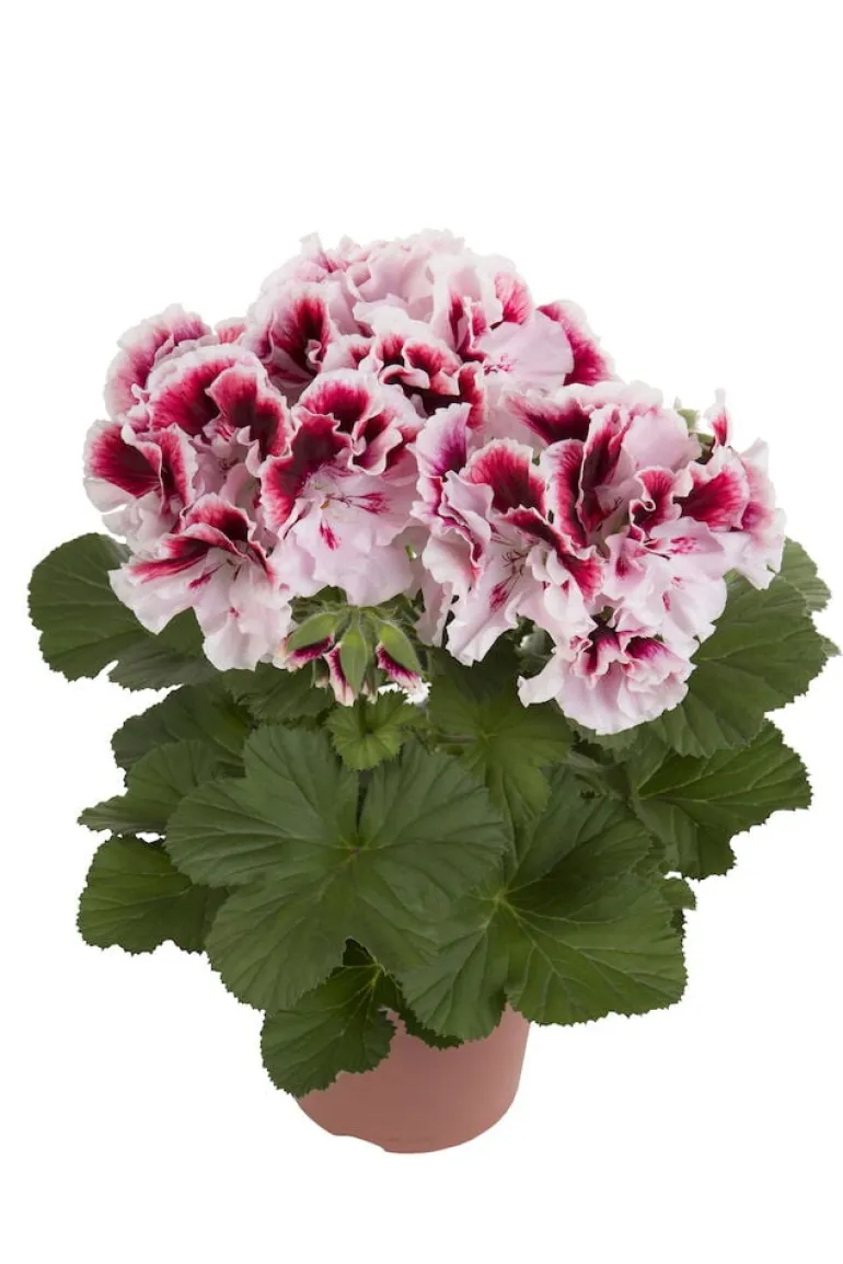 Jalopelargoni