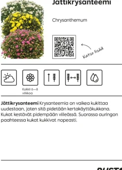 Jättikrysanteemi