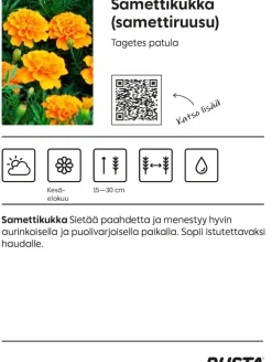Kesäkukka