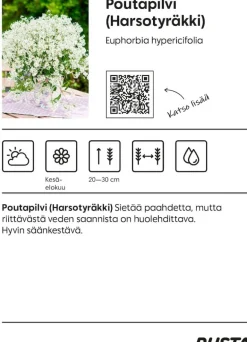 Kesäkukka