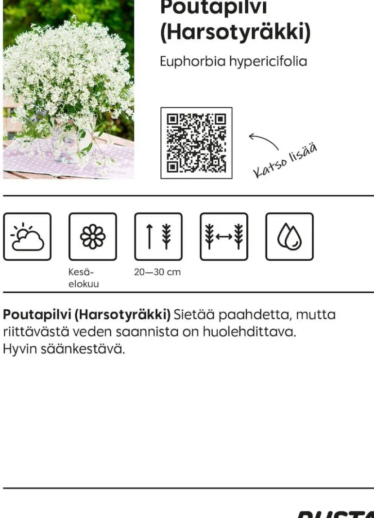 Kesäkukka