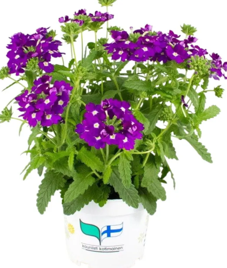 Kesäkukka