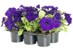 Kesäkukkalaatikko