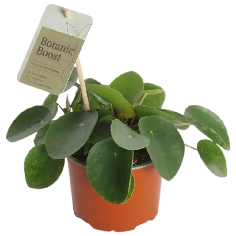Kilpipiilea