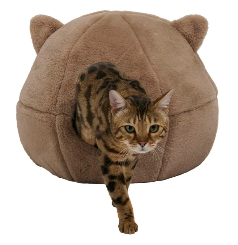 Kissanpeti Pet Club