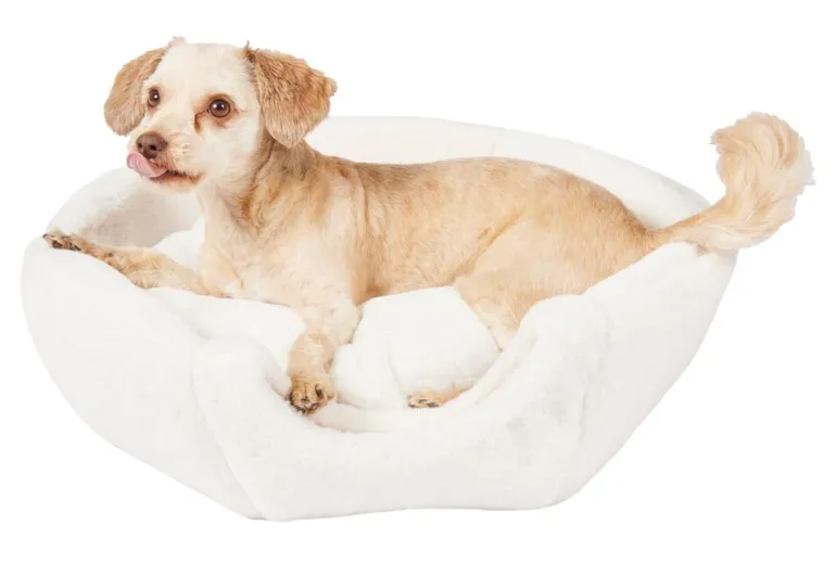 Kissanpeti Pet Club