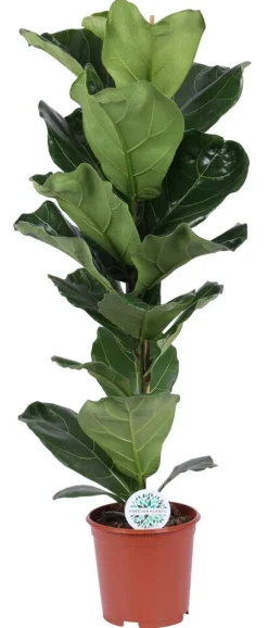 Lyyraviikuna