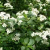 Marja-aronia Viking