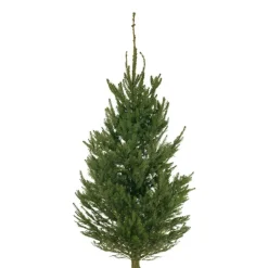 Metsäkuusi Picea Abies