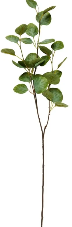 Oksa Eukalyptus