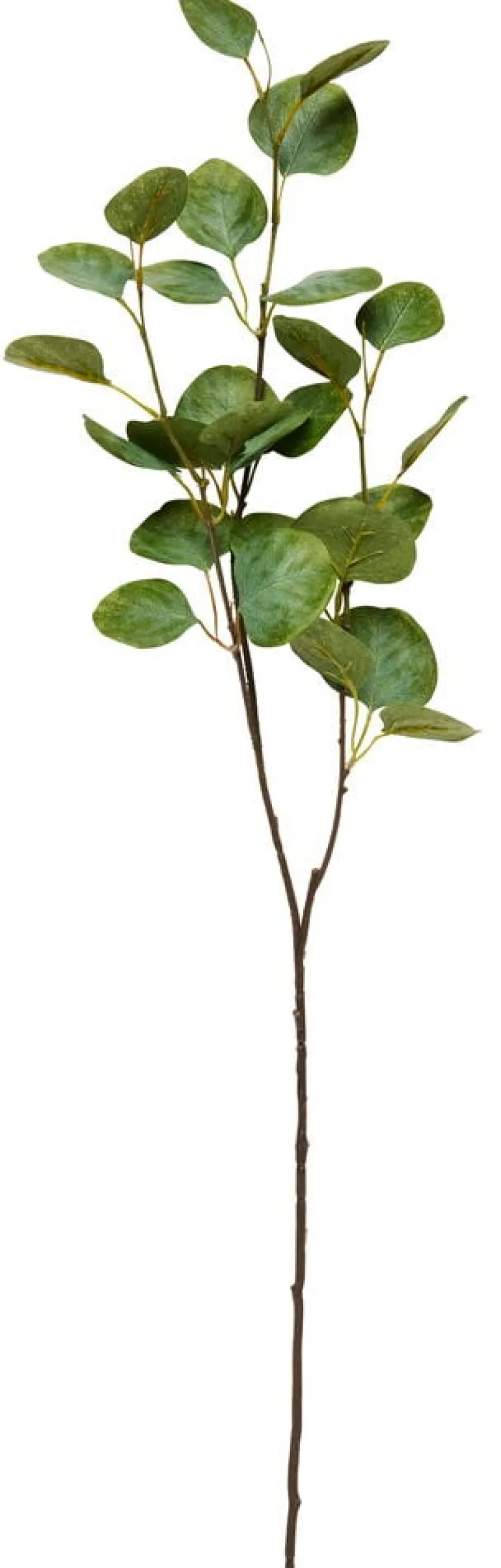 Oksa Eukalyptus