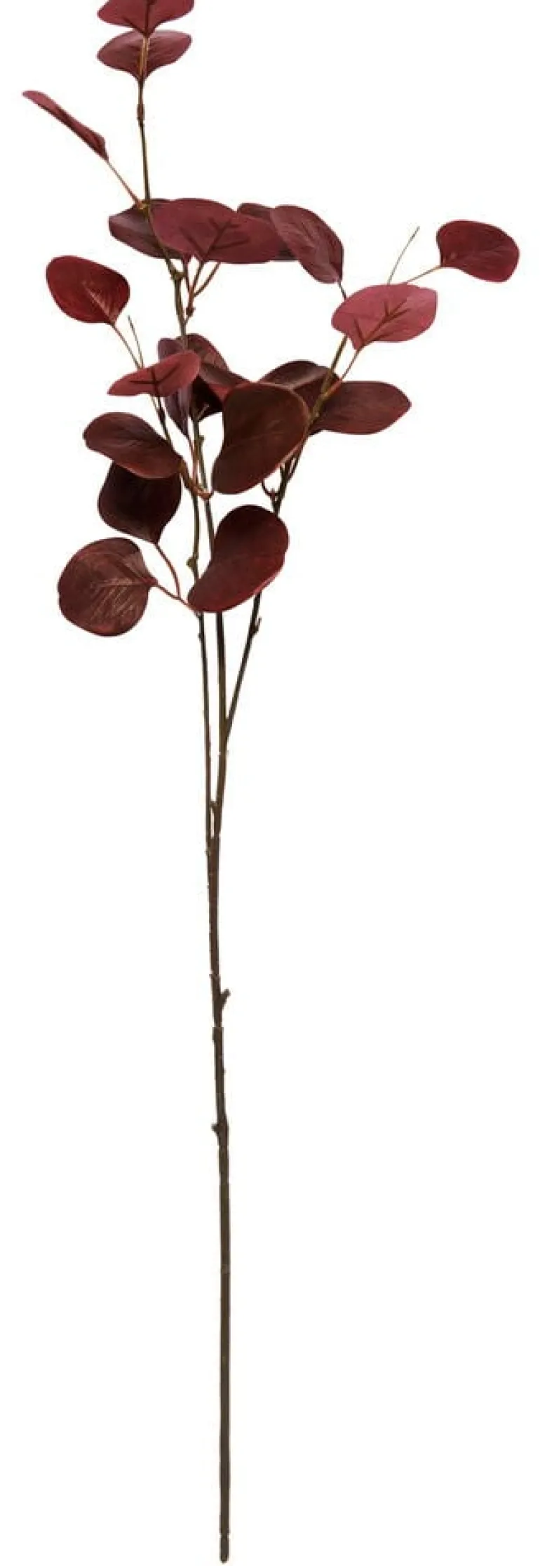 Oksa Eukalyptus