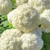 Pallohortensia