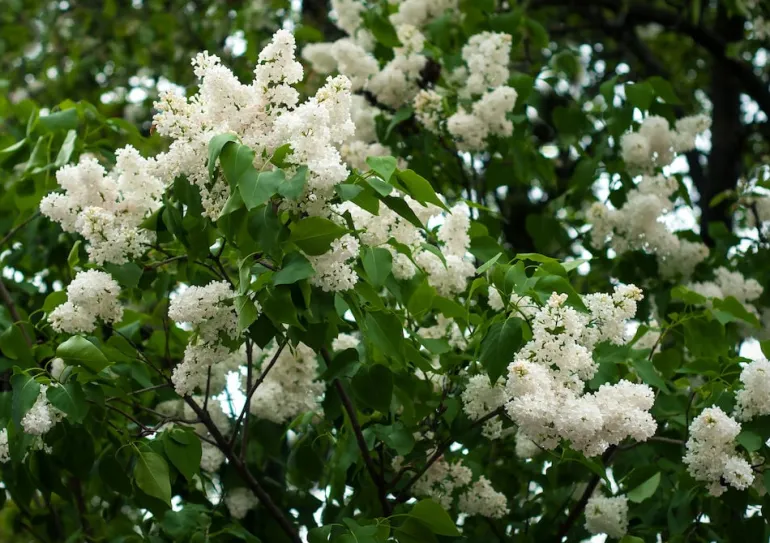 Pihasyreeni