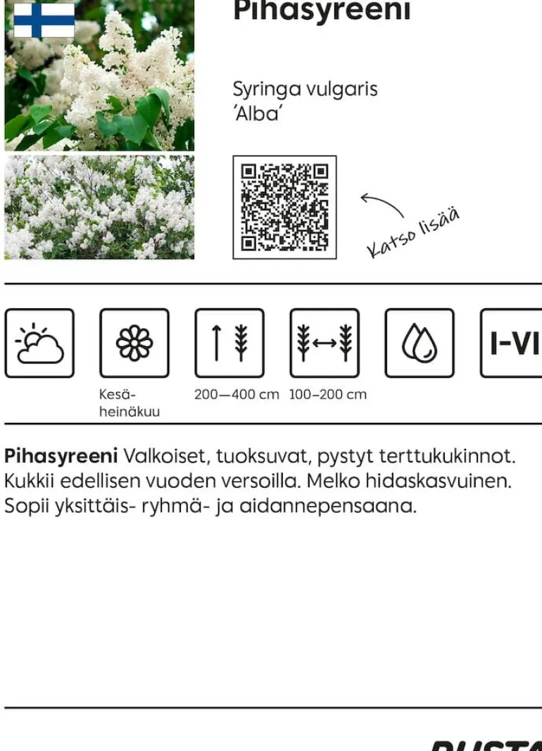 Pihasyreeni