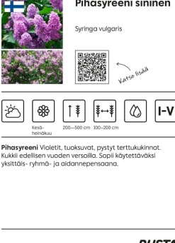 Pihasyreeni