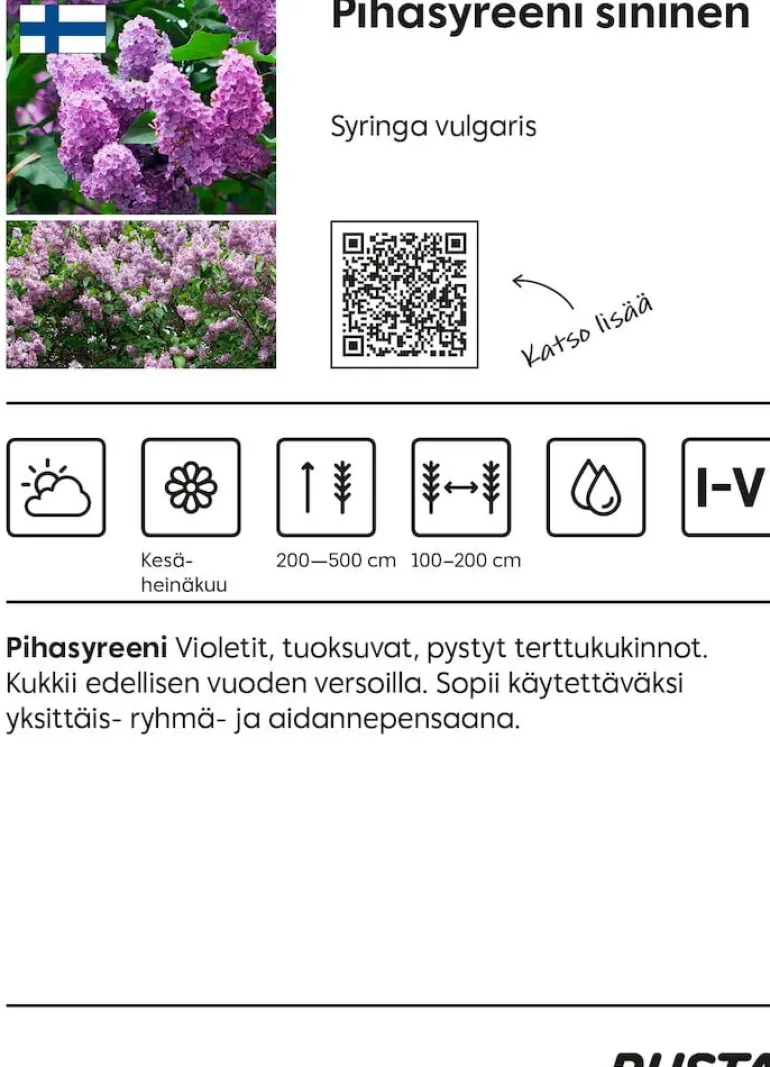 Pihasyreeni