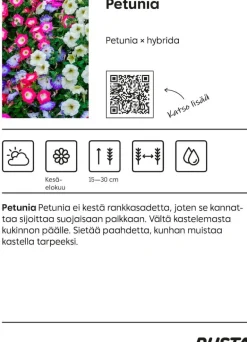 Riippuvavartinen kesäkukka