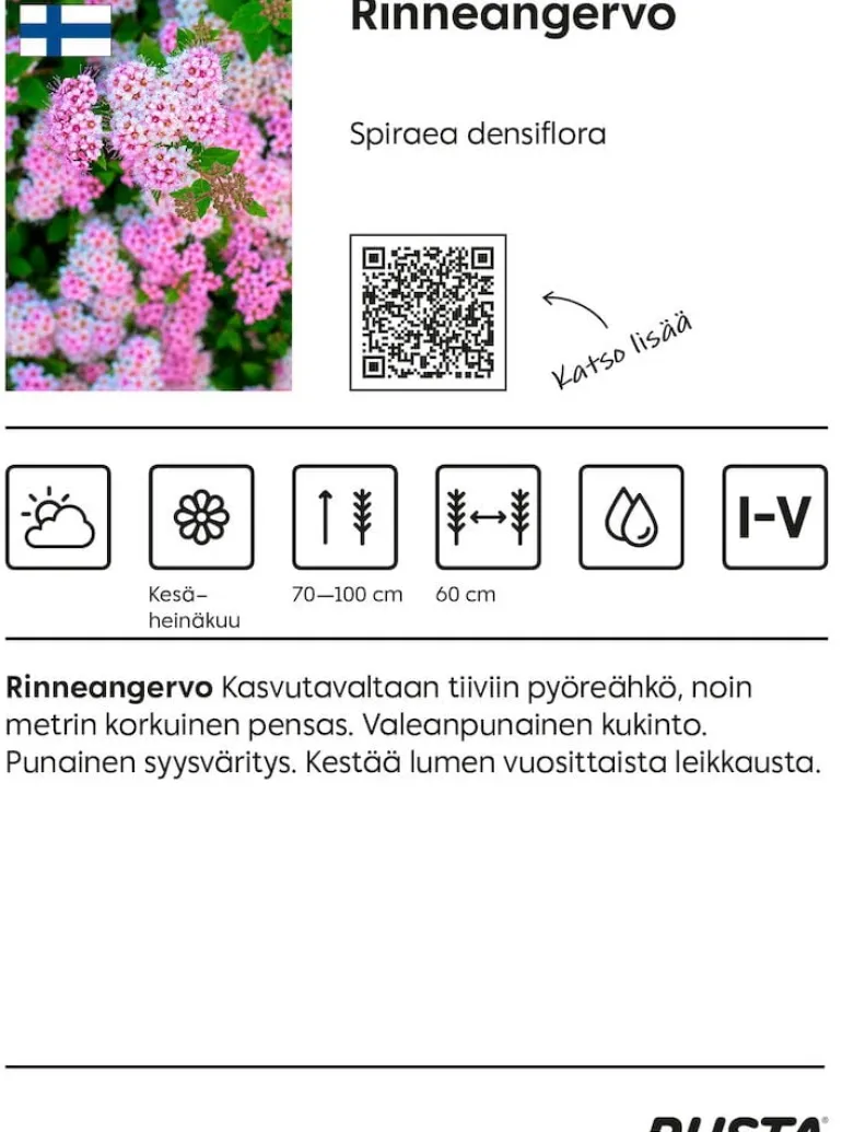 Rinneangervo