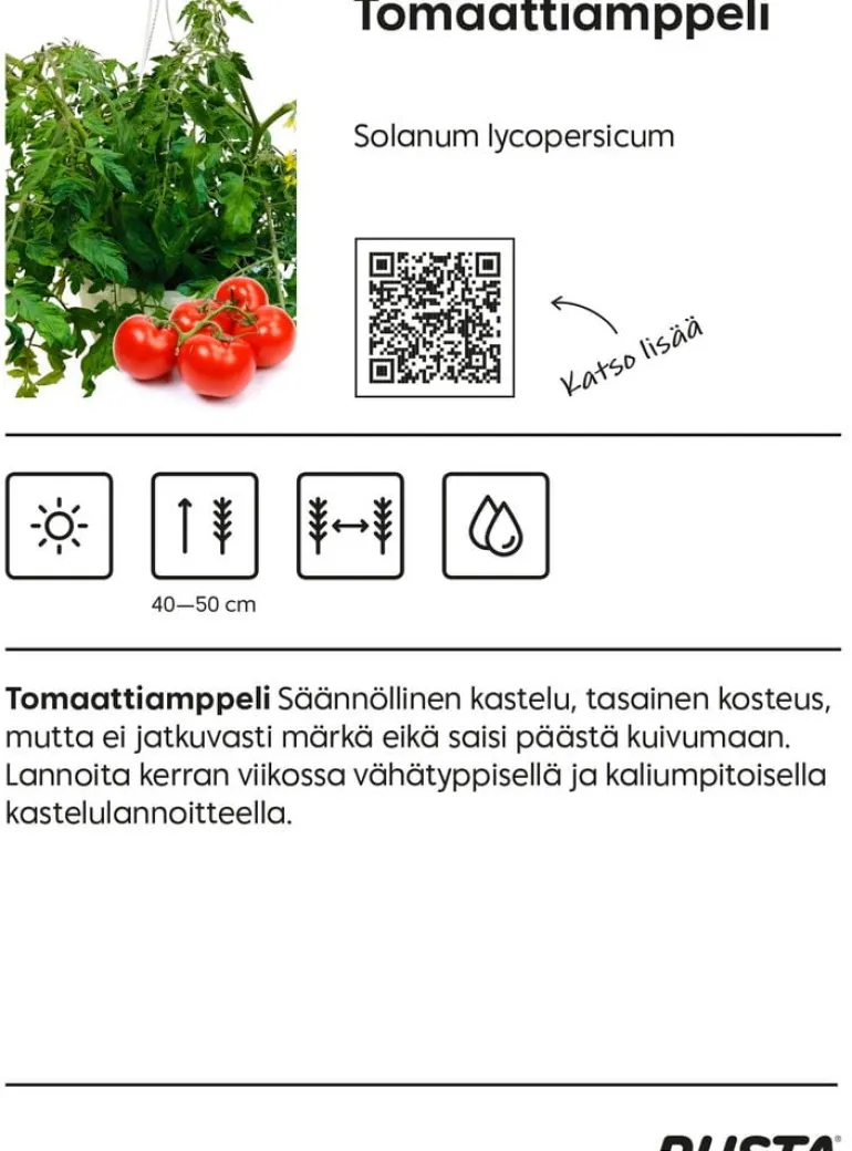 Tomaatti