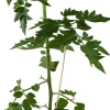 Tomaatti