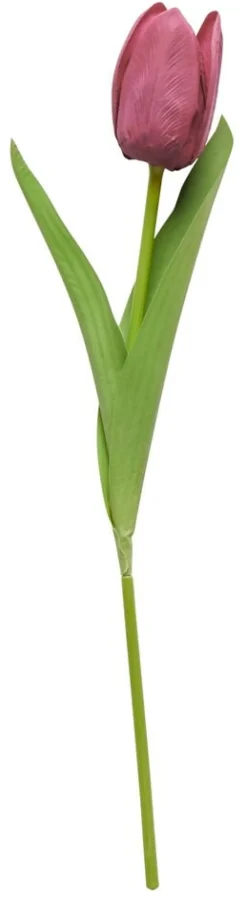 Tulppaani