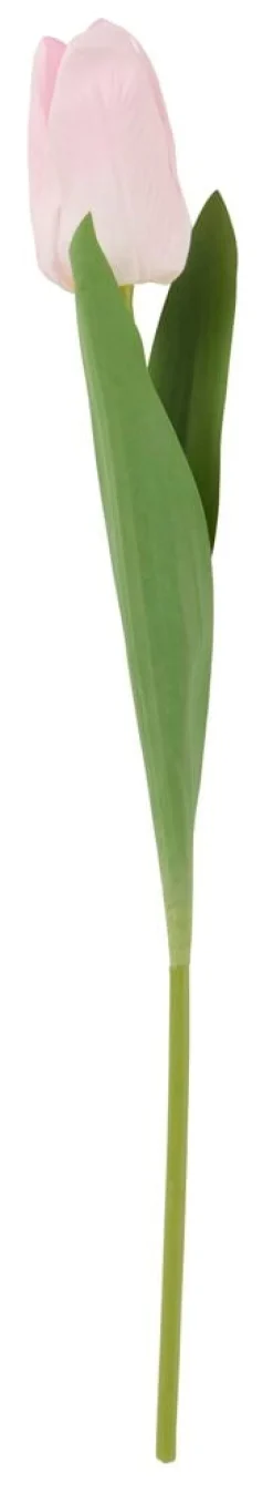 Tulppaani