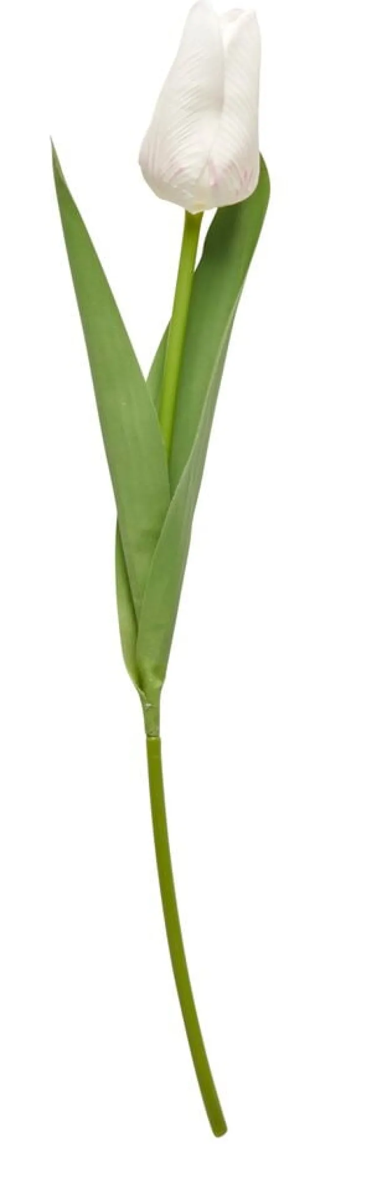 Tulppaani