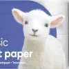 WC-paperi Lambi