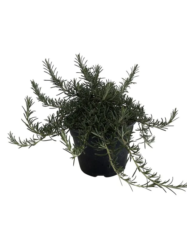 Yrttilajitelma
