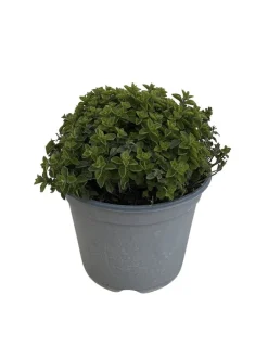 Yrttilajitelma